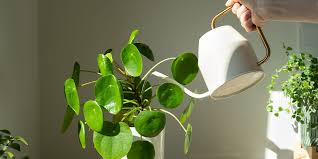 Is Filtered Water Good for Plants? Unlocking Optimal Plant Health